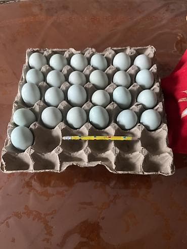 продаю охотничий собаку дратхар: Амераукано Семья 1 + 3 Возраст 6 месяцев Начинают нести яйца Яйца 🪺 — 6