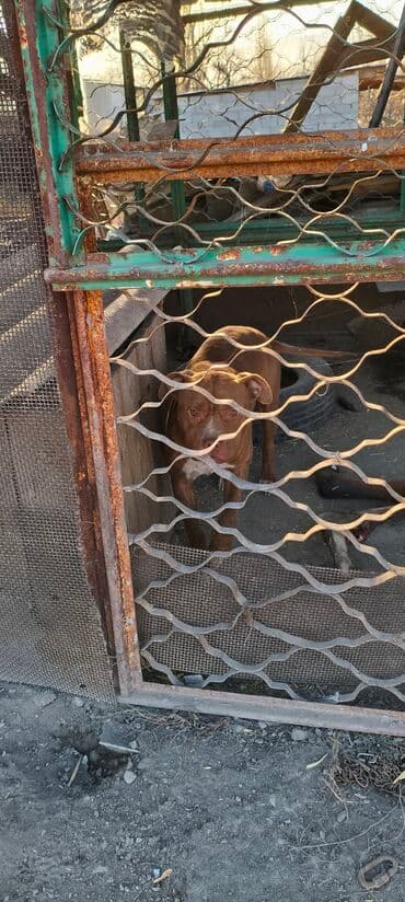 Питбуль, 2 года, Самец