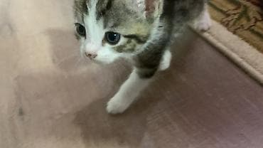 куплю кошку: Котята, короткошёрстные, окрасы: белый с пятнами табби и несколько — 8