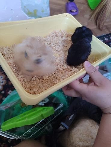 говорящий хомяк: Домашние хомячки (2 шт.) Мальчик и девочка - Порода/тип: сирийские — 6