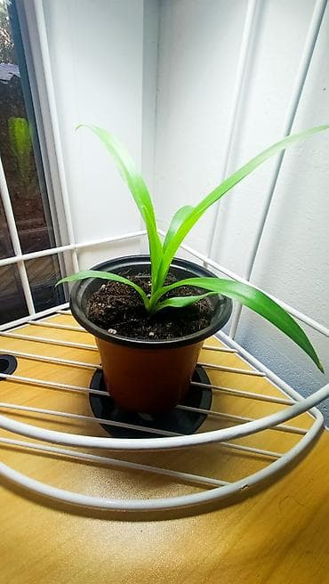 фикус для офиса: Набор комнатных растений в горшках: каменная роза 100 сом. бамбук — 4