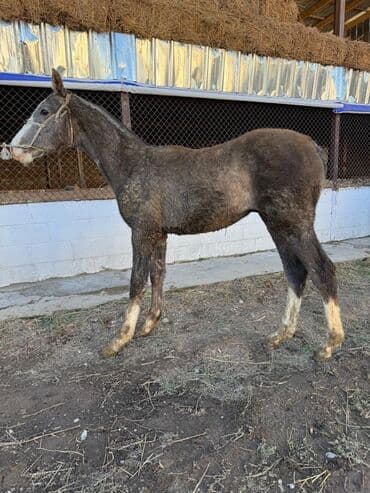 собака доберман сколько стоит: Продаю | Жеребенок | Конный спорт — 1