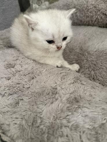 кошки шатланские: Шотландские котята - Окрас: кремовый с серебристым напылением — 3
