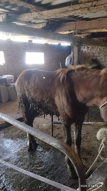 аренда лошадей: Продаю | Конь (самец) | Рабочий — 3