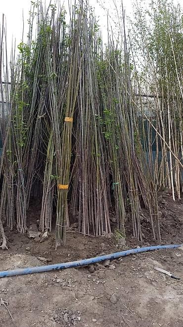 молодило: Липа,Липа,Липа мелколистный, медоносный Саженцы для озеленения и живых — 5