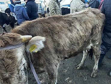 продаю птиц: Продаю | Корова (самка) | Для разведения | После отела — 2