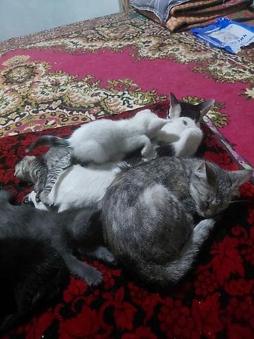 Кошки: Беспородная, 2 месяца, Мальчик, Приучена к лотку — 1