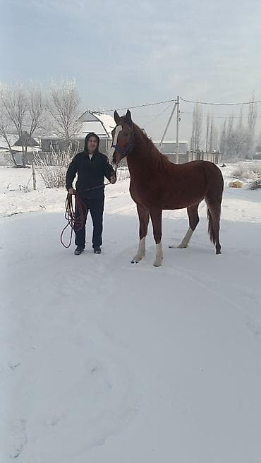 1 жаш тайлар: Сатам | Тай | Аргын | Ат спорту — 2
