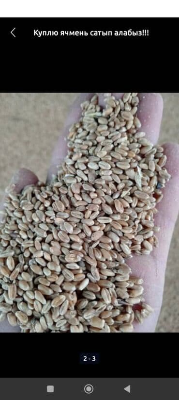 белый мёд: Отруби 22сом 3в1жем 26сом ячмень кукуруза пшеница 2в1 кукуруза — 2