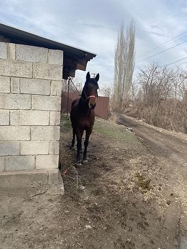 арабский скакун: Продаю | Кобыла (самка) | Рабочий — 2