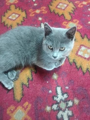 кошка шиншилла: Котёнок с плотной короткой шерстью ровного серо‑голубого окраса. Глаза — 2