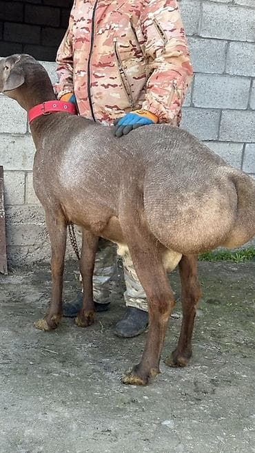 тай чика: Продаю | Баран (самец) | Арашан — 4