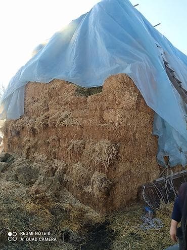 тюки с поля: Сено в тюках - Заготовлено в прямоугольные тюки, плотная прессовка — 3