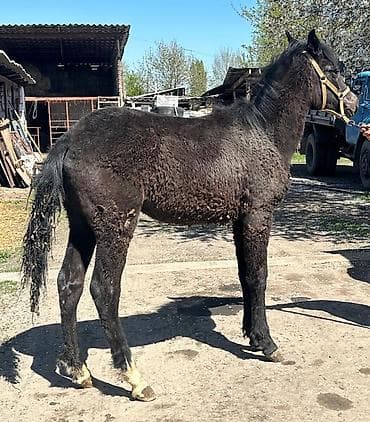 баран матка: Продаю | Жеребец | Для разведения | Осеменитель — 1