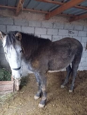 Продаю | Конь (самец)