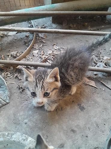 львенок купить: Кошка даром: Беспородная, 2 месяца, Мальчик — 2