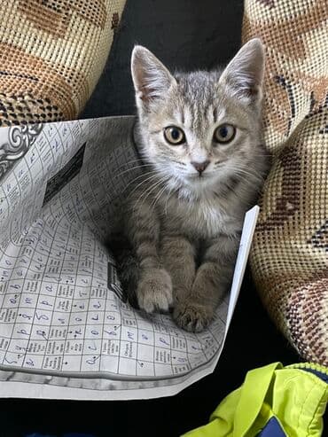 отдам животных в хорошие руки: Котёнок серо-полосатого окраса (табби). Крупные уши, выразительные — 1