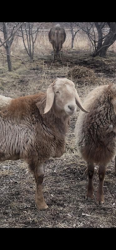 акита ину собака: Продаю | Ягненок, Баран (самец) | Арашан — 5