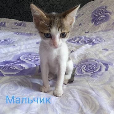Отдам даром. Возраст- 3 месяца . уже кушают самостоятельно, в лоток — 1