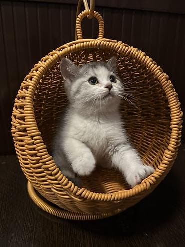 кошка шотланка: Скотиш Страйт (Шотландская прямоухая), 2 месяца, Девочка — 2