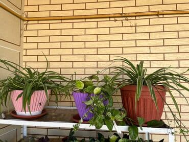 лимон цветы: Распродаю комнатные цветы срочно переезжаем — 9