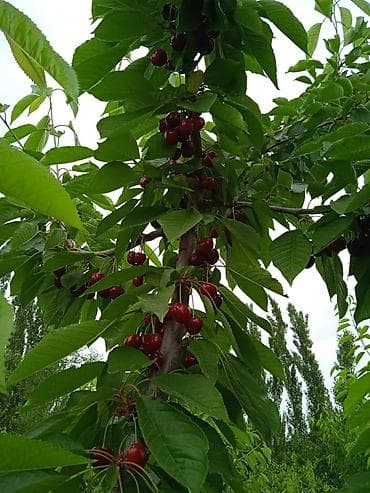 бу диваны каракол: Гилас Өзү алып кетүү, Акылуу жеткирүү — 3