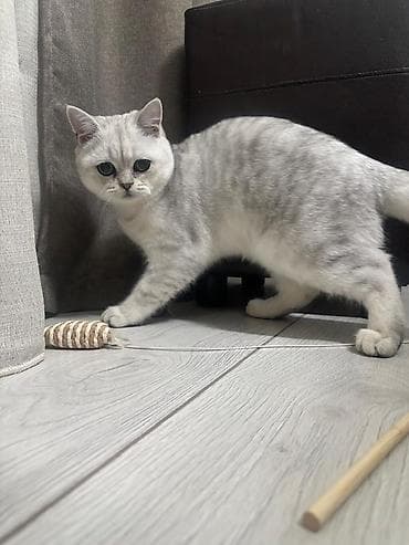 породистые котята: Вязка: Скотиш Страйт (Шотландская прямоухая), Мальчик, 1 год, С документами, С прививками, Серебристая шиншилла — 2