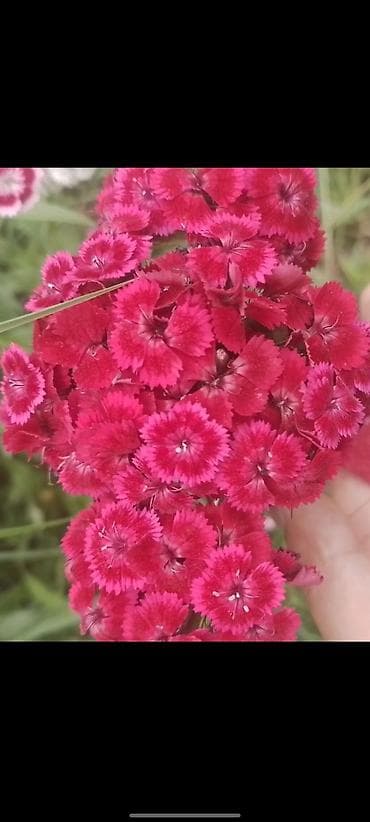 Гвоздика турецкая (Dianthus barbatus), садовые сорта, многоцветные. - — 1