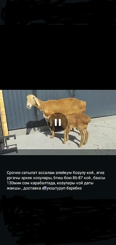 арашан ко: Сатам | Козу, Кочкор (эркек) | Арашан | Ургаачы, Токту — 3
