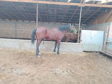 арабский скакун: Продаю | Жеребец | Рабочий | Племенные — 6