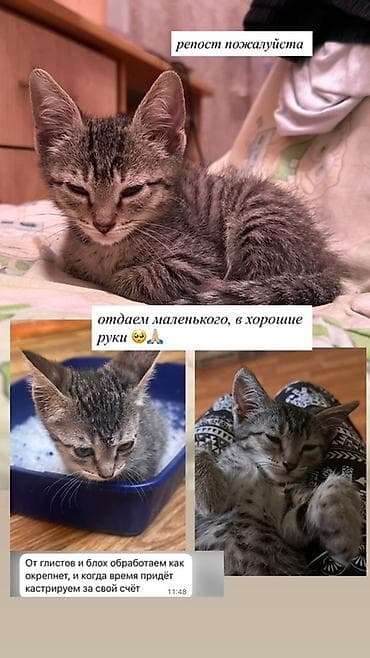 Кошка даром: Беспородная, 1 месяц, Мальчик