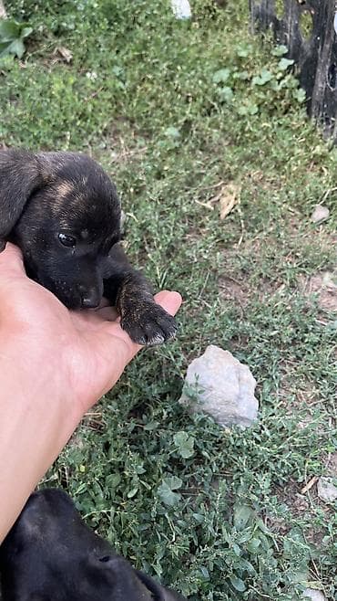 сибирская кошка бишкек: Питбуль, 1 месяц, Самка — 3