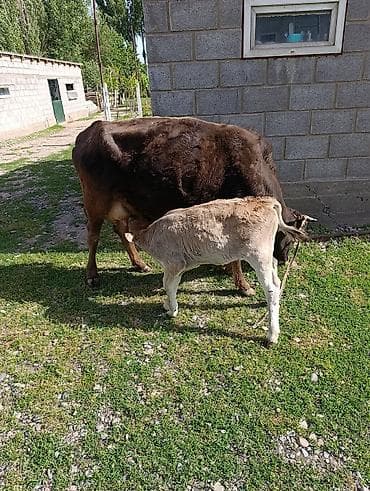 самка корова: Продаю | Корова (самка) | Для молока | Привязанные — 3