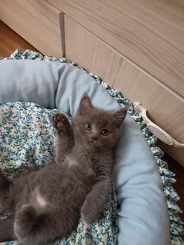 Кошки: Британские короткошёрстные котята родились 25 июня. Привиты есть — 4