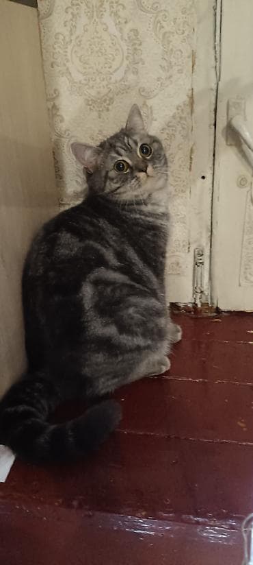 продажа котят британцев: Британские короткошёрстные котята, классический мраморный и тигровый — 2