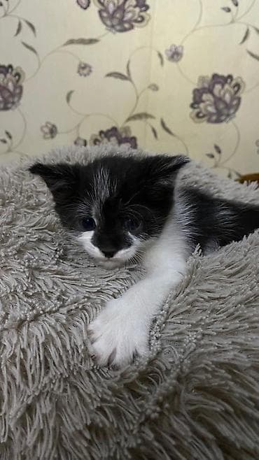 scottish fold: Кошка даром: Беспородная, 2 месяца, Девочка, Приучена к лотку — 1