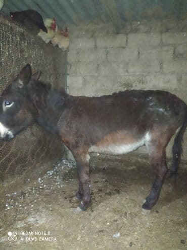 Аквариумы: Осёл (домашний рабочий ослик) - Компактный, крепкий тип телосложения — 2