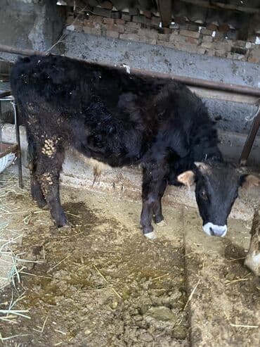 отдам животных в хорошие руки: Продаю | Бык (самец) | На откорм — 3