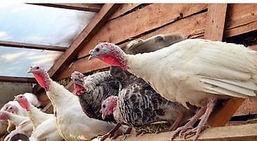 индейки: Продаю | Индюшата | На забой — 2