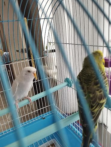 бигль собака: Волнистые попугаи (пара) с комплектом,с аксессуарами и с питанием - — 2