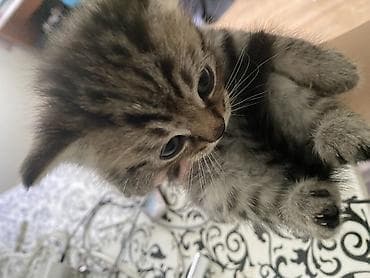 пит: Полосатый котёнок, классический тигровый окрас табби: мягкая плюшевая — 4