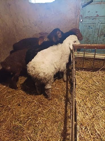 куры карлики: Продаю | Овца (самка) | Гиссарская, Арашан, Романовская | Для разведения | Племенные — 5