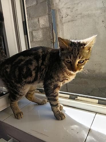 Животные: Кошка даром: Сибирская, Мальчик, Приучена к лотку — 1