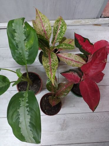 растения аквариумные купить: Другие комнатные растения — 3