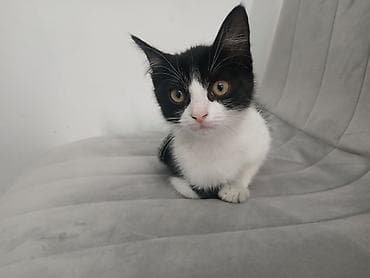 отдам хорошие руки котят: Кошка даром: Беспородная, 2 месяца, Девочка — 3