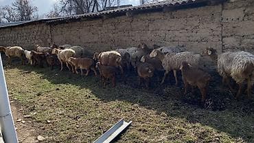 Продаю | Овца (самка), Ягненок | Арашан