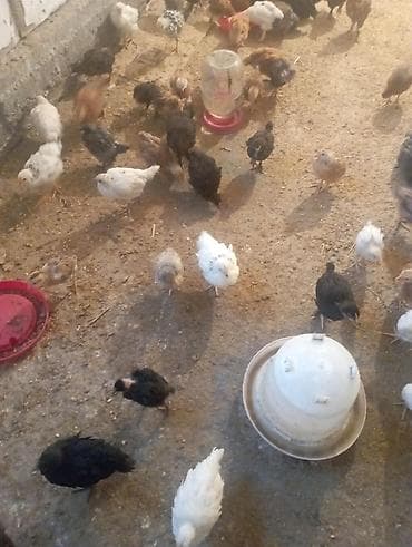 Продаю | Цыплята | Для разведения