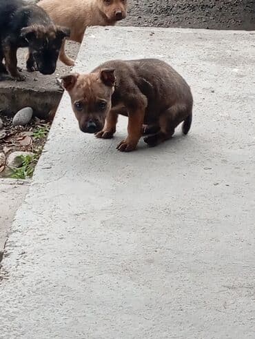 кинг чарльз спаниель: Срочно продаются щенки бельгийский овчарки малинуа. Щенки здоровы — 3