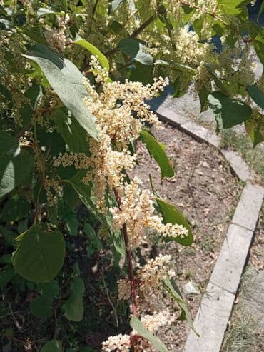 калийные удобрения: Продаю Горец сахалинский цветет в сентябре — 2