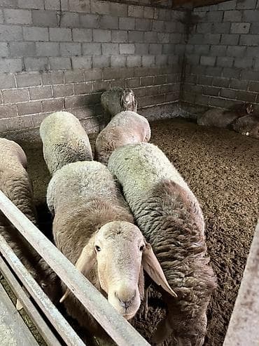 ангус парода: Продаю | Баран (самец) | Гиссарская | На забой, Для разведения — 1